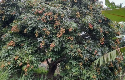 खोटाङको एउटै पालिकामा ७४ मेट्रिक टन लिच्ची उत्पादन   